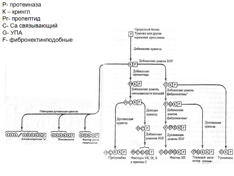 Р- протеиназа К – крингл  Pr- пропептид С- Са связывающий G- УПА F-